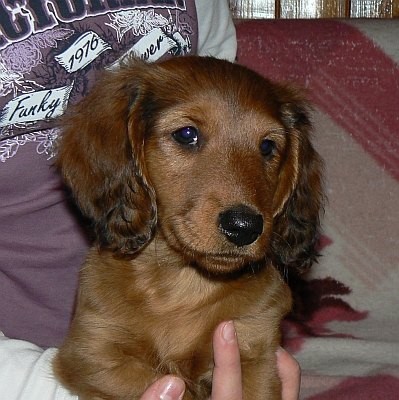 Jezev��k dlouhosrst� standardn�