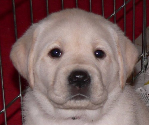 Labrador Retriever s PP (�t�n�)