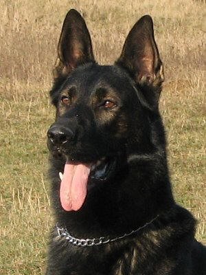 N�meck� ov��k - �t��ata - zad�m