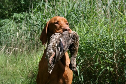 Ma�arsk� oha� kr�tkosrst� s PP