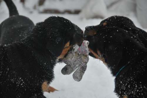 Prod�m kr�sn� �t��ata rotvajlera s PP