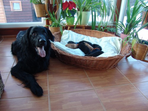 Prod�m �t���tka hovawarta