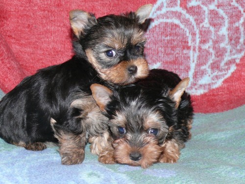 Jork��rsk� terier