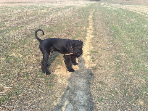 Kn�ra� velk� �ern� - 2,5let� pes