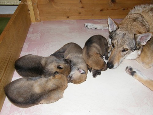 �eskoslovensk� vl��k - ch.s. z �dol� ticha