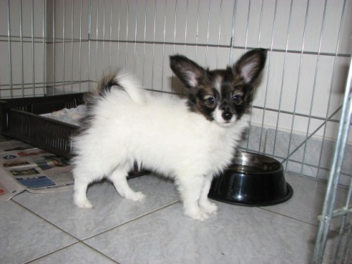 Papillon - mot�lek