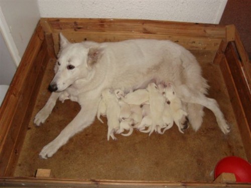 B�l� �v�carsk� ov��k