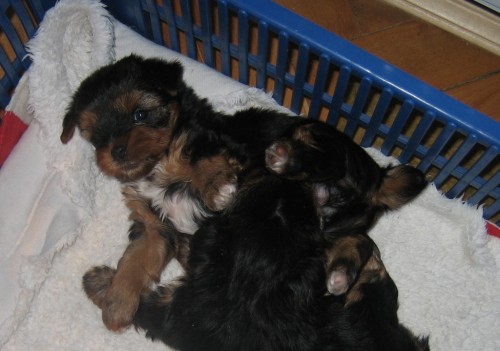 Prod�m �t��ata Jork��rsk�ho teri�ra