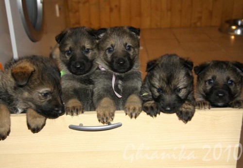 Mohutn� �t��ata - n�meck� ov��k dlouhosrst�