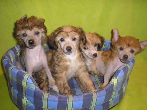 ��nsk� chocholat� pes