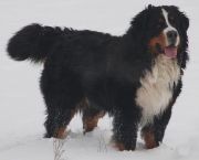 bernsk� sala�nick� pes s PP