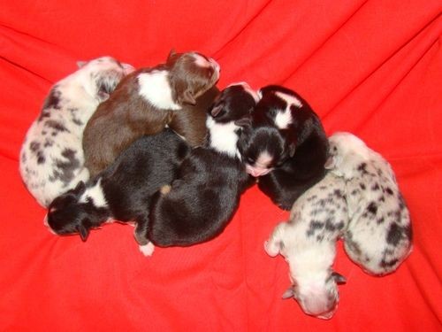 Australsk� ov��k � �t��ata s PP