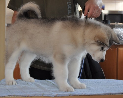 Alja�sky� malamut �teniatka s PP