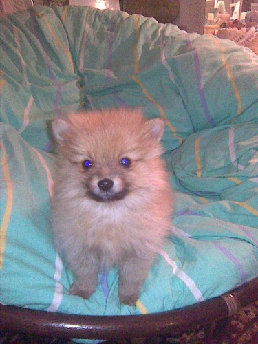 trpasli�� �pic