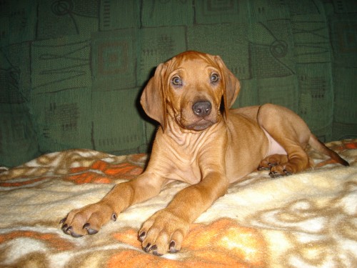 Rhod�sk� Ridgeback, �t���tka s PP