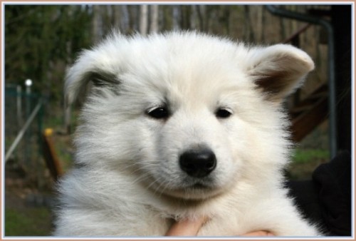 B�l� �v�carsk� ov��k - jarn� �t���tka