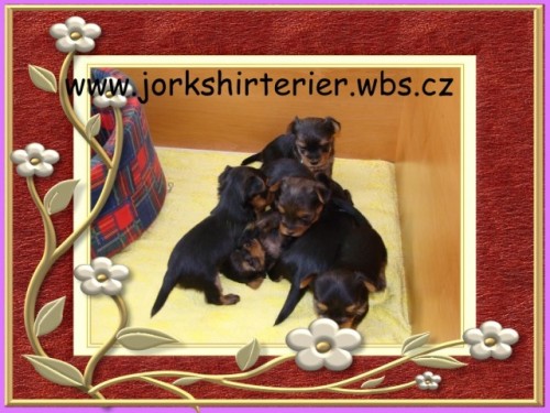 Jork��rsk� teri�r- MINI KLUCI!