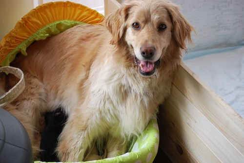 Hovawart �t��ata