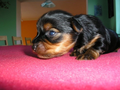 �t���tka jork��rk� s PP