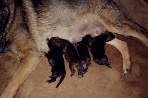 Zahrani�n� a �esk� kvalitn� spojen�