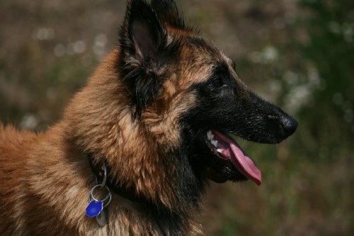 Belgick� ov��k