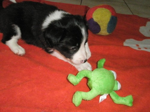 Border kolie �b �t��ata fenky s PP