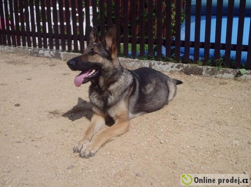 n�meck� ov��k