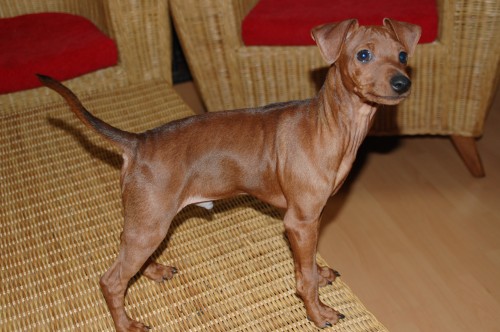 Trpasli�� pin� s PP