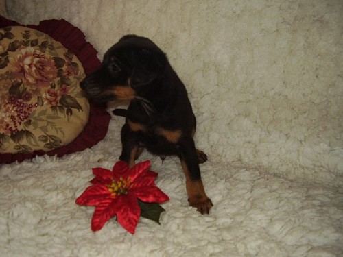 Jagdterier �t�n� pejsek