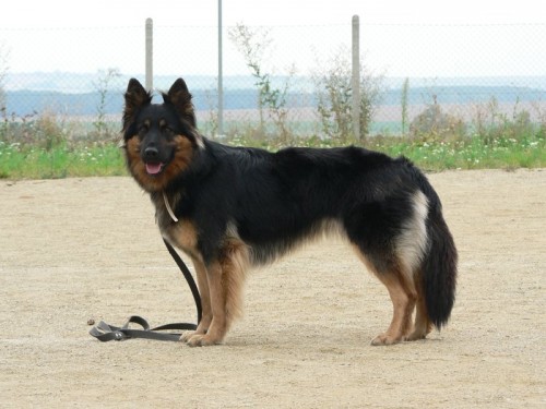 Zad�m �t��ata chodsk�ch ps�