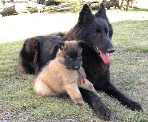 Belgick� ov��k-Tervueren-�t�nata