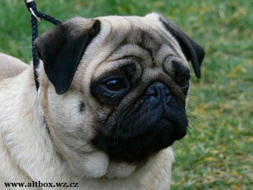 Mops - b�ov� �t��ata s PP