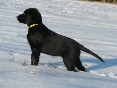 Flat coated retriever s PP - �t���tka ihned k odb�ru