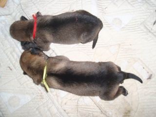 �t���tka �eskoslovensk�ho vl��ka