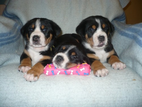 �����tka V�SP s PP