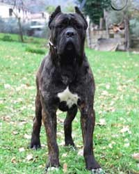 Cane corso - �t���tka