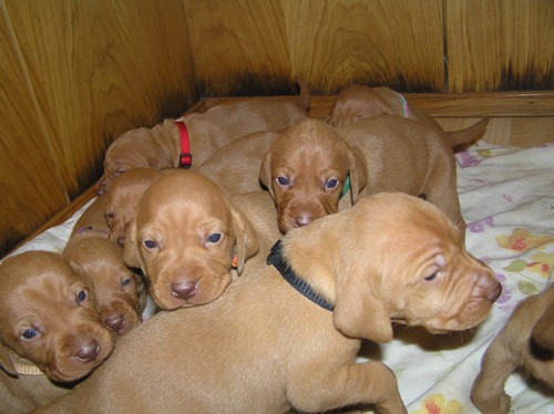 Ma�arsk� oha� kr�tkosrst�