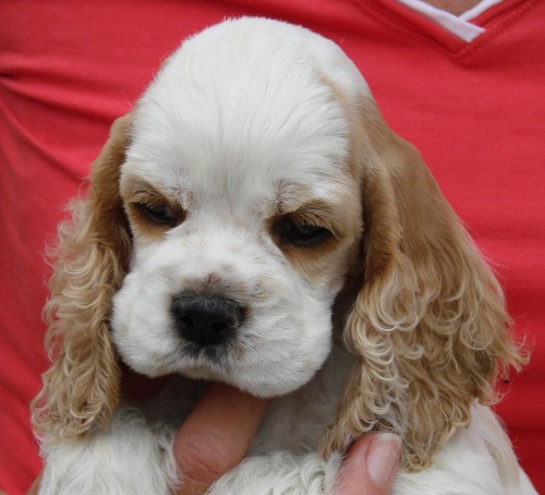 Americk� kokr�pan�l