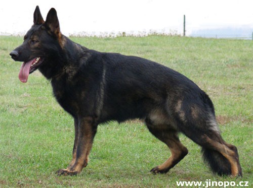 N�meck� ov��k - pejsek