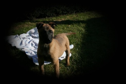 Belgick� ov��k malinois - �t���tka