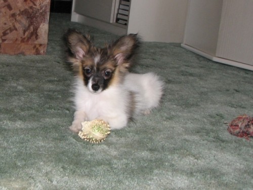 Papillon - mot�lek