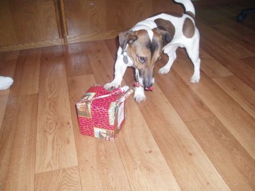 nab�z�m ke kryt� Jacka Russella teri�ra