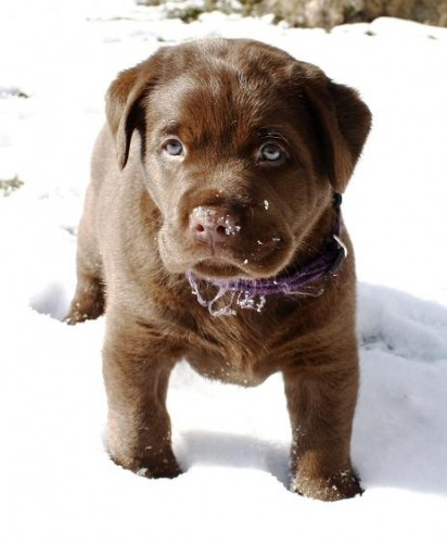 Posledn�ho hn�d�ho pejska LR