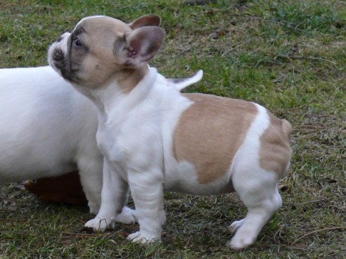 Francouzsk� buldo�ek 