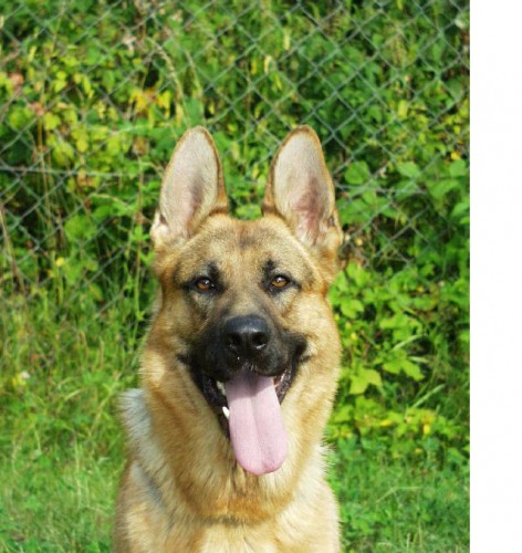 n�meck� ov��k