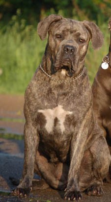Cane Corso-�t��ata s  PP