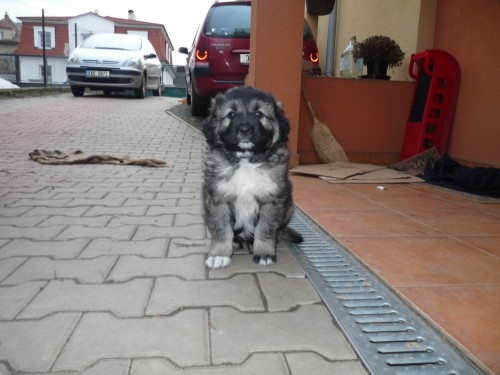 �t���tka kavkazsk�ho pasteveck�ho psa