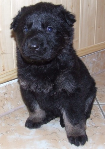 posledn� 2 n�dhern� fenky NO s PP