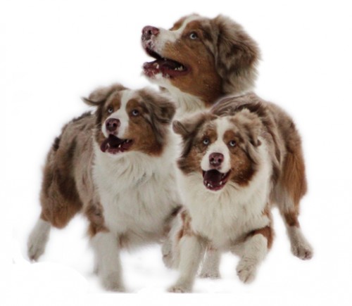 Australsk� ov��k 