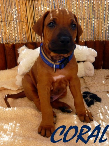 V�stavn� Rhod�sk� Ridgeback s PP